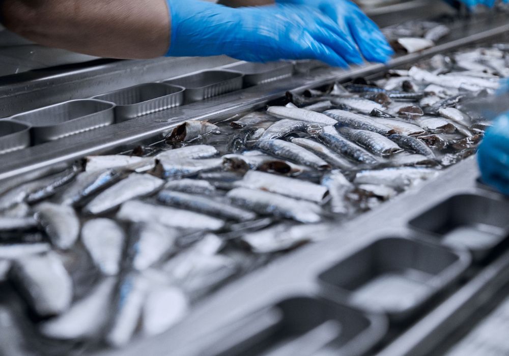 Výroba sardinek v konzervě